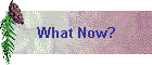 What Now?